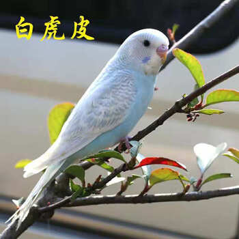 虎皮鹦鹉宠物活物云斑活体大型小鸟活宠物玄凤幼鸟鹦鹉活鸟鸟活物