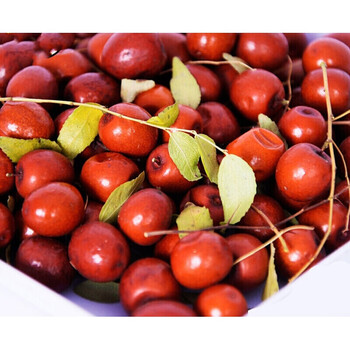 晨臻酸枣山枣东北农村大山山坡沟沿手摘新鲜应季水果多地500g