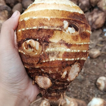 山东沂蒙大个牛奶芋头现挖毛芋头种新鲜农产品批发软糯薄皮小芋头精选