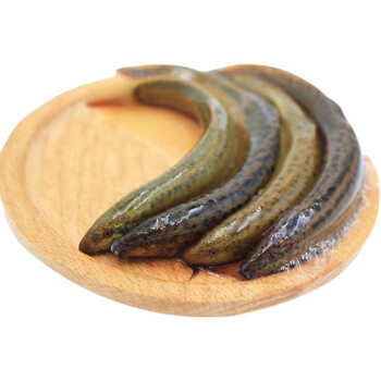 京诗悦新鲜活泥鳅农家淡水养殖现捕泥鳅鲜活青鳅黄鳅新鲜活体3斤活体