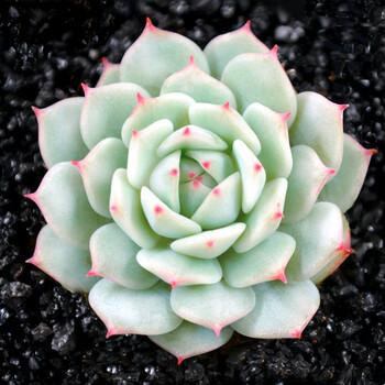 生石花屁股花pp花屁屁花多肉植物组合盆栽绿植花卉含盆带土新手 静夜