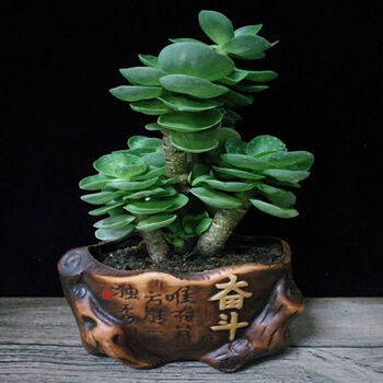 陆地多肉植物钱串金钱木老桩景天大金钱木 奋斗盆含盆 图片价格品牌报价 京东