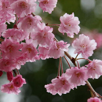 日本樱花花苗微型盆景素材红枫树苗樱花苗四季易养花卉绿植物21垂枝樱