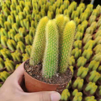 仙人指花室内仙人指盆栽 白檀毛毛虫 多肉植物 会开花的仙人球桌面