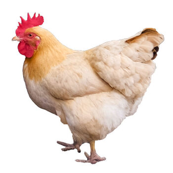 正宗茂名鸡散养阉鸡靓鸡项走地鸡下单现杀新鲜扇鸡生鲜母鸡净重23斤