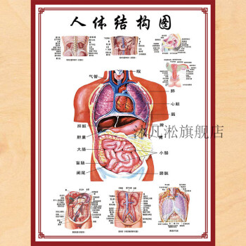 人体穴位对症挂图 人体骨骼图挂图器官内脏结构图海报脊柱图解肌肉