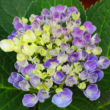 繡球花苗無盡夏花卉盆栽庭院植物陽臺室內外老樁好養四季開花耐寒 8.