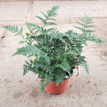 花询狼尾蕨盆栽龙爪蕨凤尾蕨室内办公室桌面花卉绿植微景观狼尾蕨一盆