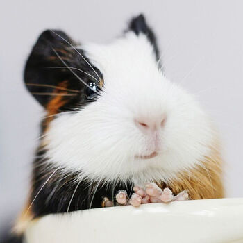 荷兰猪宠物豚鼠活物荷兰兔荷兰鼠活体宠物迷你荷兰猪 三色公 活体