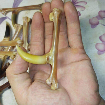 文玩鸡蹬子鸡爪骨手把件鸡蹬骨子鸡爪骨把件老鸡拐子抓钱手文玩骨老公