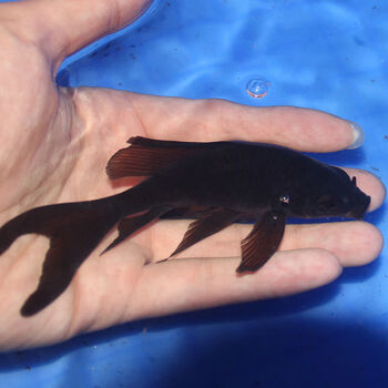 荣郁 纯种黑彗星蝴蝶鲤白金蝴蝶鲤配鱼黑锦鲤鱼淡水冷水观赏鱼 精品黑