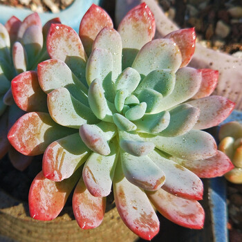 三木园艺1元稀有多肉植物新款吉娃娃水蜜桃粉山地玫瑰花卉园艺清棚小贵货浅黄色红卷叶5cm左右不含盆 图片价格品牌报价 京东