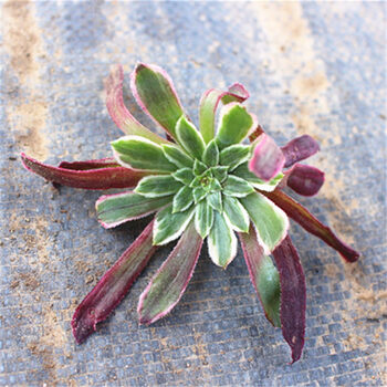 美杜莎多肉法师小苗水墨画超墨美娅法师红颜法师锦多肉 金丝楠木头6㎝