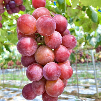 伯贤(boxian)新鲜妮娜皇后500g葡萄玫瑰香红提云南-建水 500g