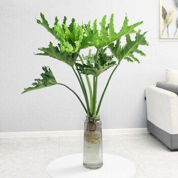 水培植物春羽室内桌面盆栽花卉绿植耐阴水养小天使春雨北欧ins风505