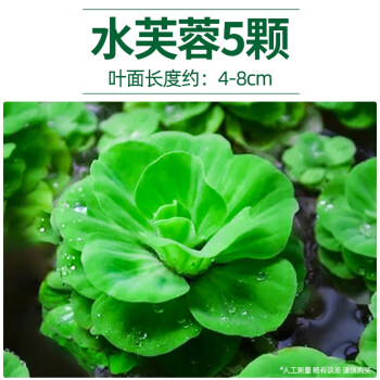 水芙蓉植物品牌及商品- 京东