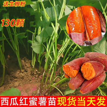 秧苗西瓜红蜜薯秧苗紫薯地瓜苗板栗红薯苗山芋苗 紫薯50 澳洲紫白50 2