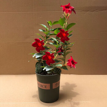 拓赛  万里飘香藤′花苗双喜花卉攀爬绿植物盆栽室内阳台d9 富贵红30