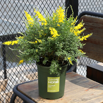 黄金雀 金丝雀盆栽花卉庭院阳台四季开花植物带花苞栽好发货 黄金雀