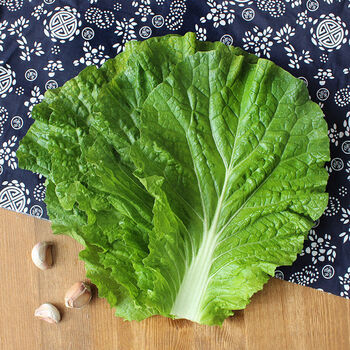 打饭包菜叶东北大白菜叶子即食蘸酱蔬菜白菜叶饭包新鲜20片5叶