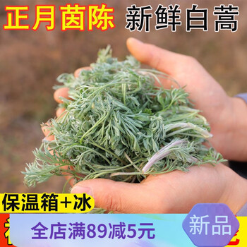 正月茵陈蒿白蒿苗茵陈草嫩芽野菜孕妇泡水新鲜现挖时令野菜净重半斤