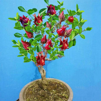 素蜜物鲜仙子洛神花苗红桃k苗花朵可泡茶四季开花花期长南北方均可以