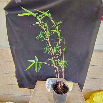 日本红观音竹红竹苗小琴丝竹有竖纹观赏竹子虎舌红苗姬虎耳草血茅花园庭院景观绿植盆栽四季好