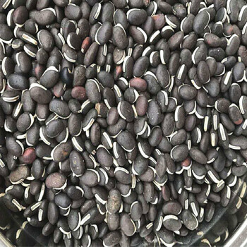 葛藤种子护坡种籽百花银背藤野葛根边坡绿化藤本植物沙土巩固爬藤