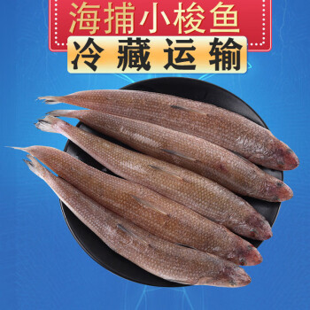 冷藏發貨小梭魚深海小魚生鮮沙丁魚小雜魚海魚豆腐魚海鮮水產十字麗日