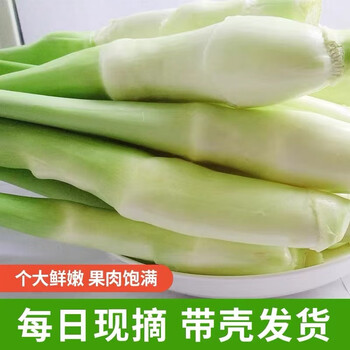 现摘现发新鲜茭白高山时令农家蔬菜菰茭儿批发高笋孕妇月子菜新鲜茭白 1500克 3斤 带壳 图片价格品牌报价 京东 现摘现发新鲜茭白高山时令农家蔬菜菰茭儿批发高笋孕妇月子菜新鲜茭白 1500克 3斤 带壳 图片价格品牌报价 京东