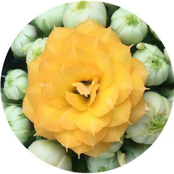 长寿花金狐狸盆栽彩色毛绒2代大花四季开花原盆原土带花苞发货 柏丽