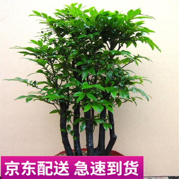 小叶紫檀盆景树苗紫檀树桩室内阳台盆栽花卉绿植耐寒四季常青植物桩形高30厘米一盆3棵 图片价格品牌报价 京东
