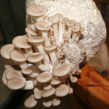 秀珍菇(袋装)【图片 价格 品牌 报价】-京东