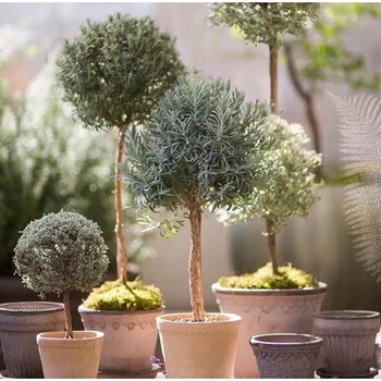 【迷迭香棒棒糖】宙斯花园可食用香料植物造型苗多年生耐热好养护