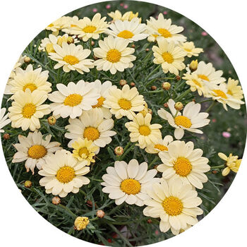 玛格丽特花卉盆栽带花苞多年生四季开花木茼蒿阳台庭院好养好活柠檬黄