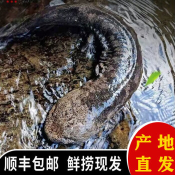 娃娃魚鮮活人工養殖活體大鯢火鍋食材淡水魚類生鮮華奧薇斯3斤一條裝