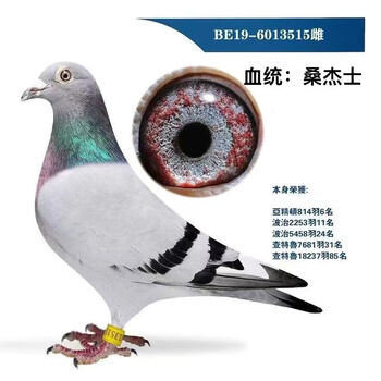 鴿子68 No.23 | ToMuCo - Tokyo Museum Collection