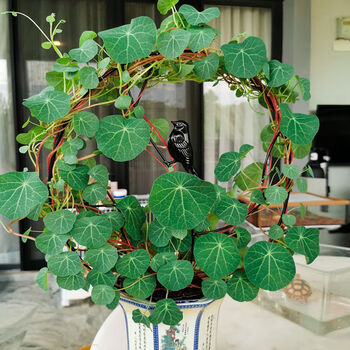 山乌龟金不换爬藤植物红藤圆叶血藤盆栽懒人绿植室内客厅红藤直径89