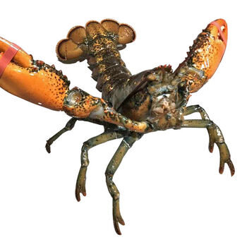 利妙财风新鲜波士顿龙虾海鲜水产鲜活冷冻新鲜特大 昌盛隆.