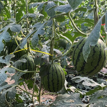 大兴庞各庄小吊瓜自家种的 一箱两个最少6斤以上