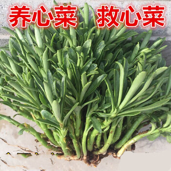 救心菜养心菜高钙菜菜种苗 菜苗约100株