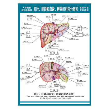 醫院科室宣教掛圖人體結構示意圖器官解剖圖全身骨骼圖宣傳畫牆貼畫