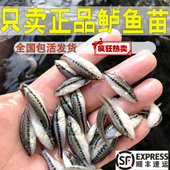 鱸魚水花 大口黑鱸魚苗 鱸魚苗3-5公分30尾【圖片 價格 品牌 報價】