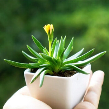 多肉植物 奔龙 盆栽花卉 肉肉植物 办公室内绿植盆栽 照波3cm(不带