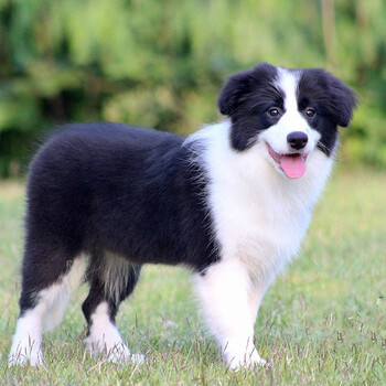 【30天质保】边境牧羊犬幼犬活体纯种边牧犬宠物狗狗边牧幼犬陨石色