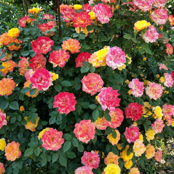 百萌baimeng欧月藤彩虹月季爬藤四季变色爬墙攀援多花蔷薇庭院阳台四