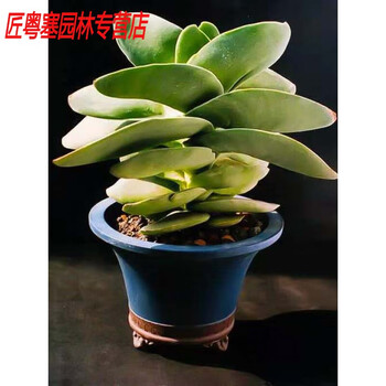缀化多肉品牌及商品- 京东