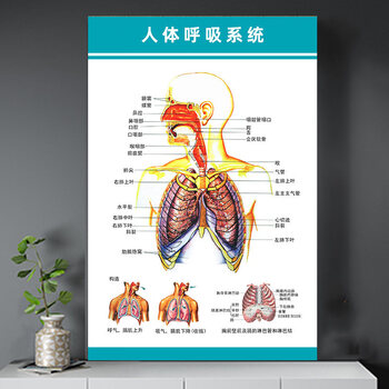 骨骼结构图神经肌肉五脏六腑淋巴示意解刨器官挂图 14-2【人体呼吸】