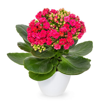 长寿花盆栽 办公室花卉盆栽绿植盆栽植物花花草草 红色初恋带t01盆