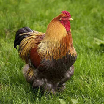 荣郁 婆罗门鸡纯种梵天鸡幼崽活鸡幼鸡巨型大体型婆罗门进口源种鸡包